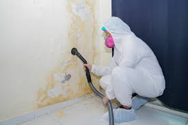 Best Black Mold Removal in Lake Meade, PA